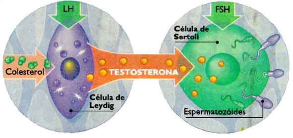 Aumentar niveles de testosterona