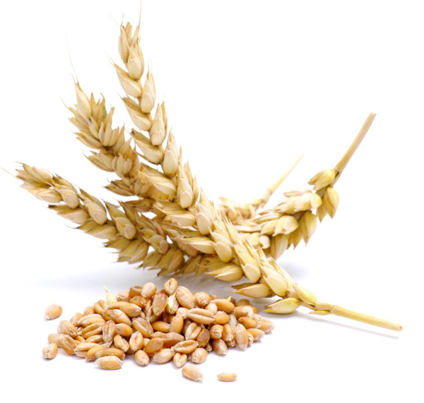 Alimentos sin Gluten
