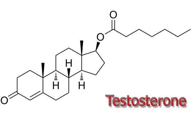 testosterona hormona para ganar musculo